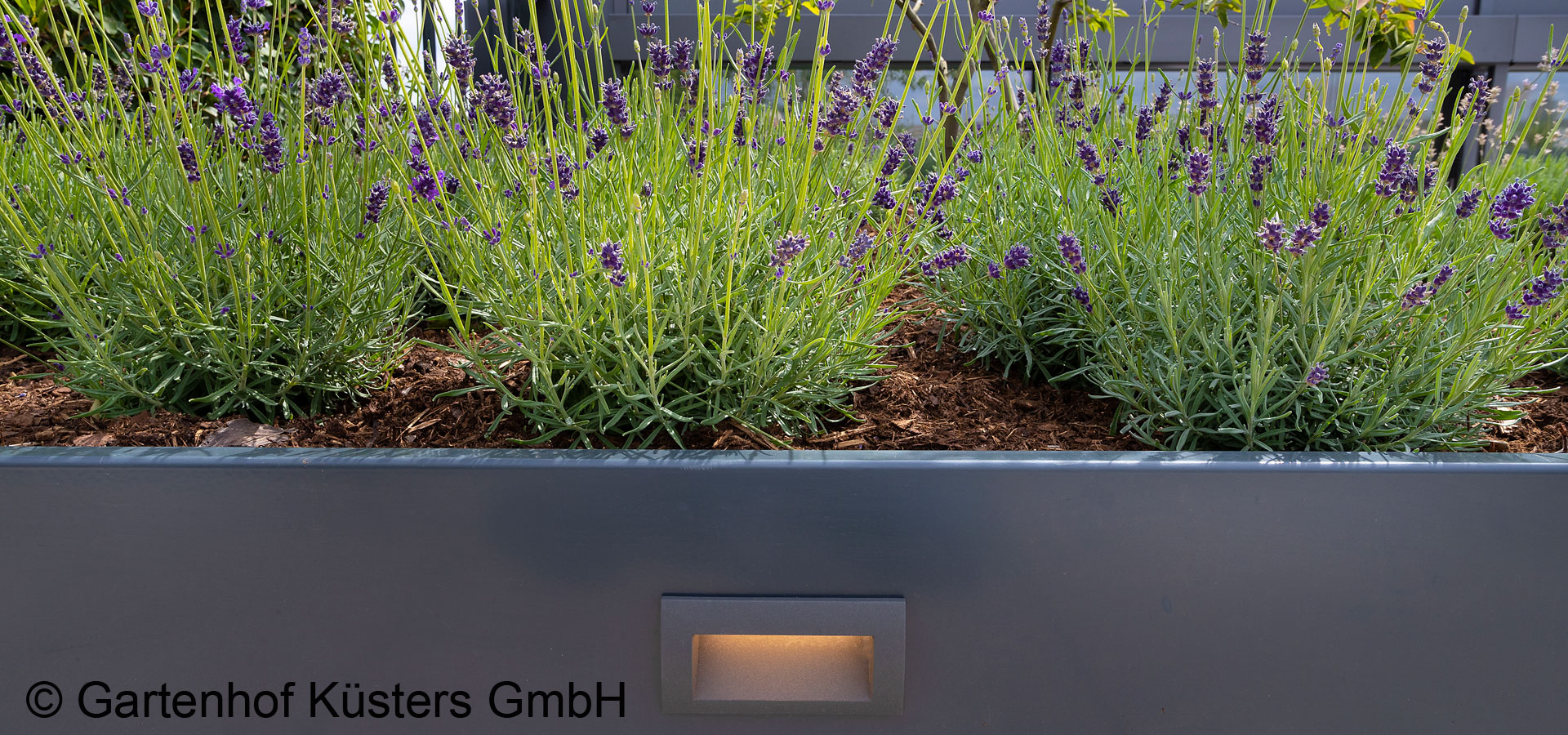 Gartenhof K�sters - Dachbegr�nung K�ln